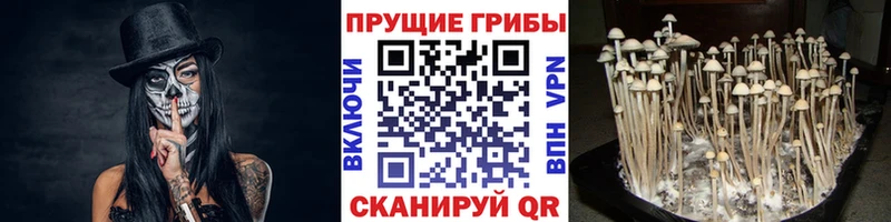 hydra ссылка  где купить наркоту  Рошаль  Галлюциногенные грибы Psilocybine cubensis 